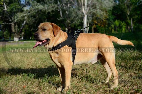 Durable Handmade Nylon Labrador Harness