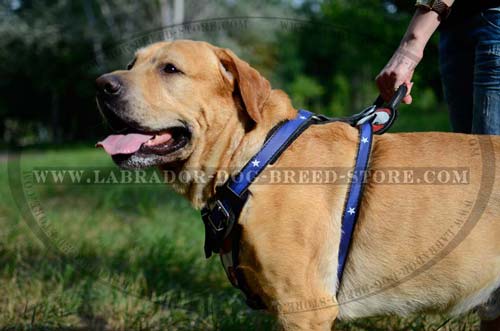 Labrador Professional Leather Dog Harness
