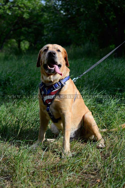 Labrador Original Leather Dog Harness