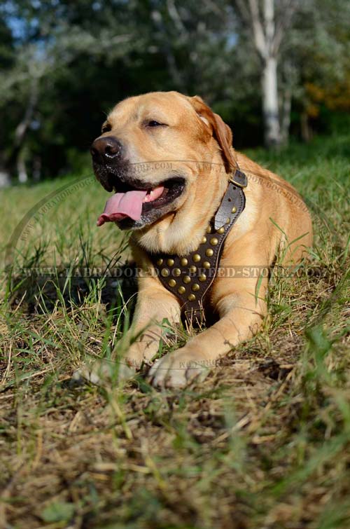 Labrador Handmade Leather Dog Harness