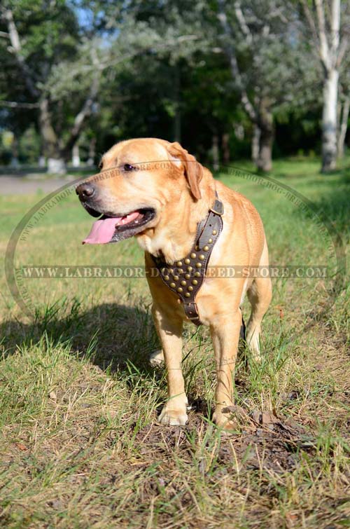 Labrador Handmade Leather Dog Harness With Decor