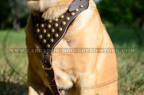 Labrador Handpainted Leather Dog Harness With Decor
