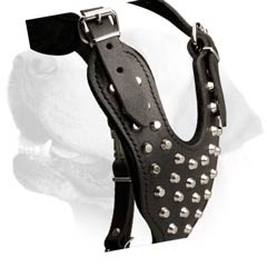 Labrador Leather Harness Of Original Design