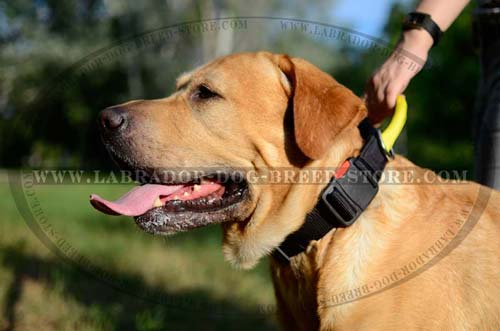 Labrador Durable Dog Collar