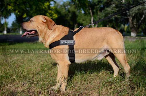 Labrador Nylon Dog Harness