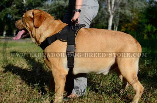 Labrador Nylon Dog Harness