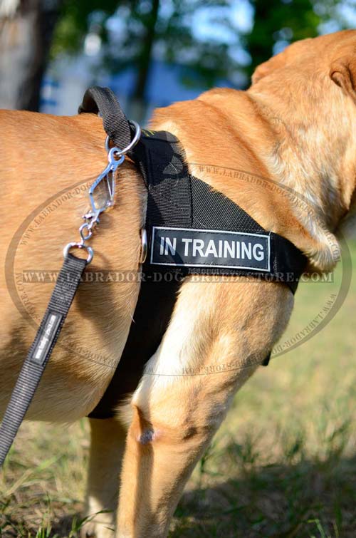 Labrador Handmade Leather Dog Harness