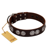 "High and Mighty" FDT Artisan Classy Brown Leather Labrador Collar with Embellished Brooches