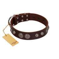 "Choco Brownie" FDT Artisan Brown Leather Labrador Collar Adorned with Silver-Like Conchos