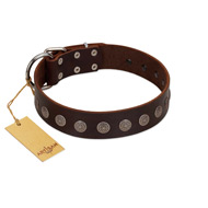 "Starry-Eyed" Best Quality FDT Artisan Brown Designer Leather Labrador Collar with Small Plates