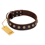 "Gape Buster" FDT Artisan Brown Leather Labrador Collar with One Row of Studs