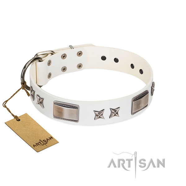 Incredible dog collar of leather
