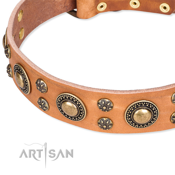 Fancy walking adorned dog collar of quality natural leather