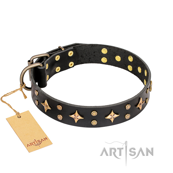 Daily walking dog collar of quality full grain natural leather with embellishments