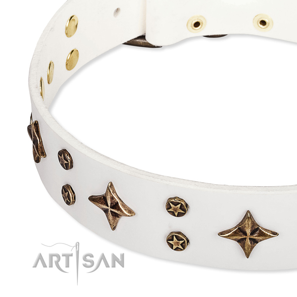 Fancy walking embellished dog collar of quality natural leather