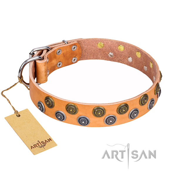 Fancy walking dog collar of top notch full grain leather with studs