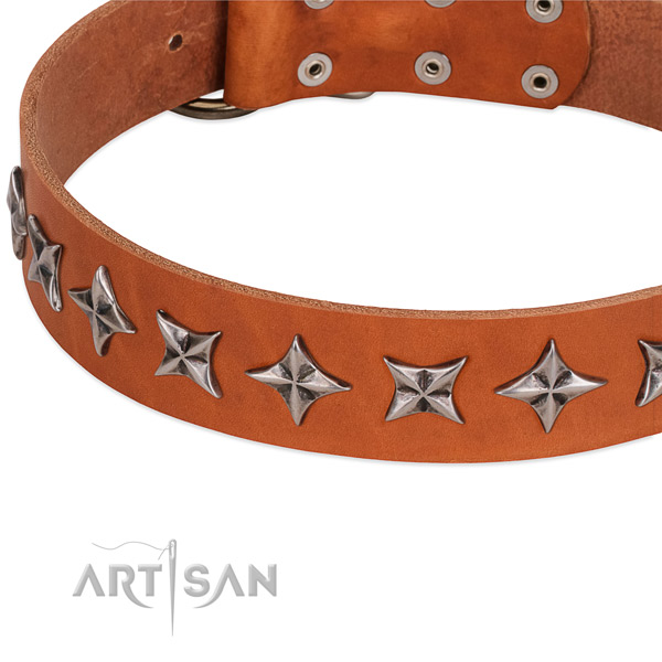 Daily walking studded dog collar of high quality genuine leather