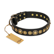 "Gold Mine" FDT Artisan Black Leather Labrador Collar with Amazing Bronze-Plated Round Studs