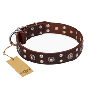 "Pirate Treasure" FDT Artisan Exciting Brown Leather Labrador Collar with Studs