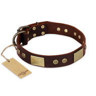 "Shining Armour" FDT Artisan Brown Leather Labrador Collar with Decorations