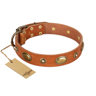 "Visual Magic" FDT Artisan Tan Leather Labrador Collar for Daily Activities