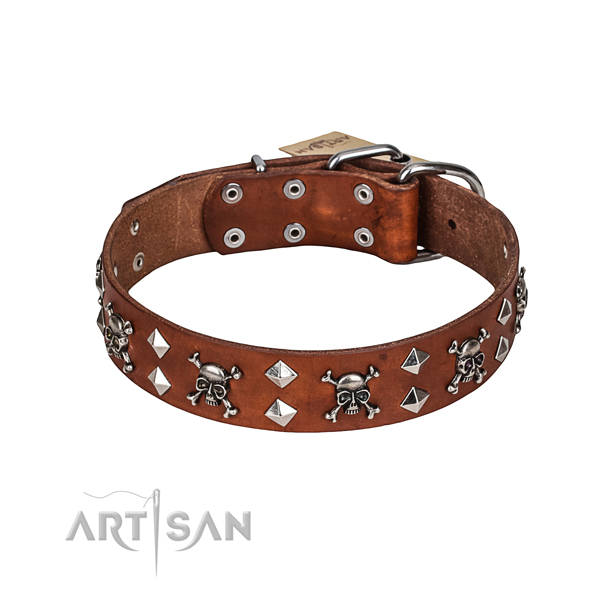 Daily walking dog collar of finest quality full grain natural leather with embellishments