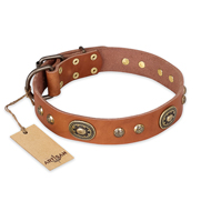 "Stunning Dress" FDT Artisan Tan Leather Labrador Collar with Old Bronze Look Plates and Studs