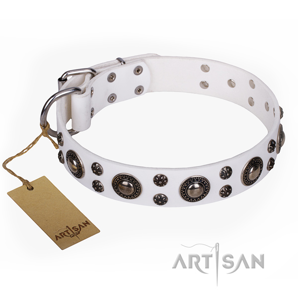 Fancy walking dog collar of quality full grain genuine leather with studs
