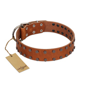 "Star Light" Stylish FDT Artisan Tan Leather Labrador Collar with Silver-Like Studs