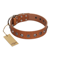 "Silver Age" Fashionable FDT Artisan Tan Leather Labrador Collar with Silver-Like Studs