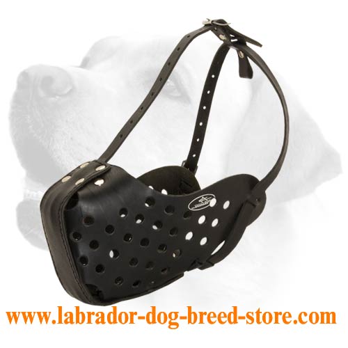 Order Extra Strong Leather Muzzle For Labrador Here!!!!