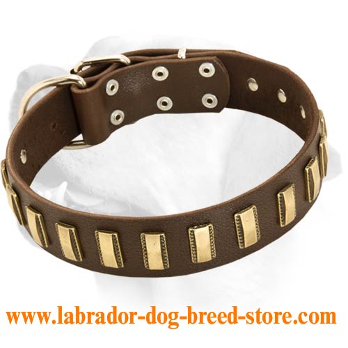 Gorgeous wide leather dog collar with plates