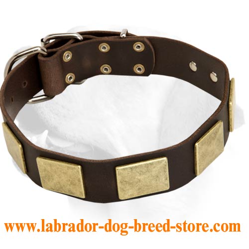 Antique Leather Collar for Labrador With Metal Plates