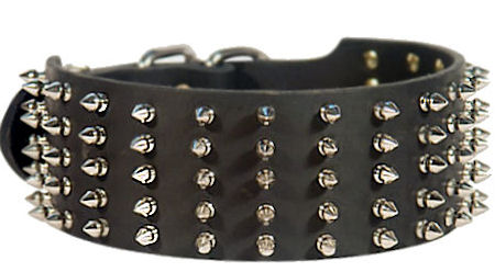 Wide high-grade leather Labrador collar with 5 rows of nickel spikes