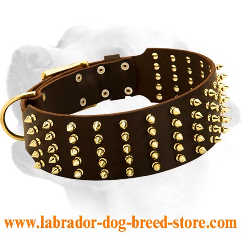 Wide Leather Labrador Collar With Bright Spiked Decoration