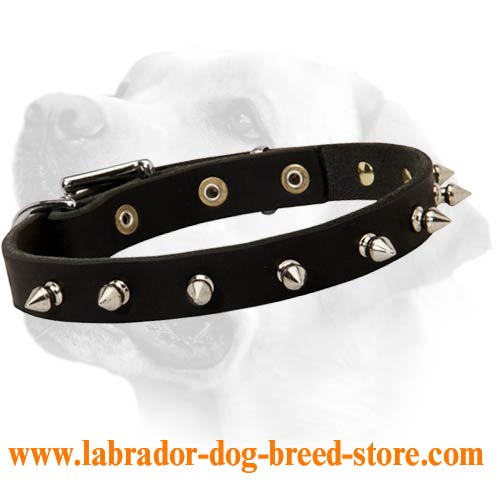 Fashionable Leather Labrador Collar with Fancy Nickel Spikes