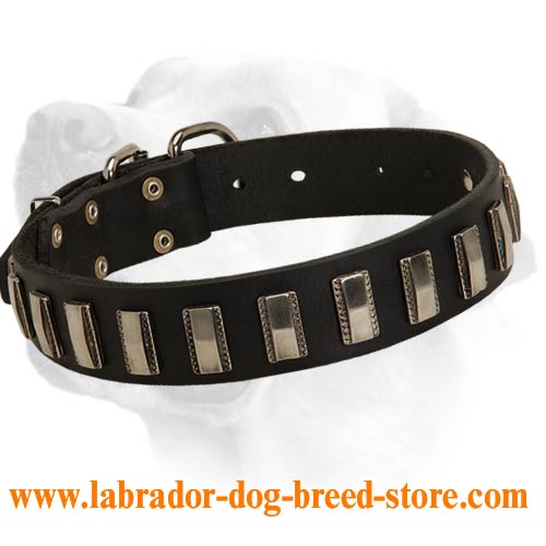 Soft Leather Labrador Collar with Nickel Plates