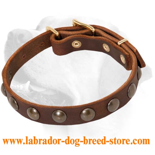 New Leather Labrador Collar with Brass Studs