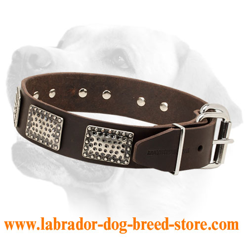 Gorgeous Leather Labrador Collar with Nickel Plates