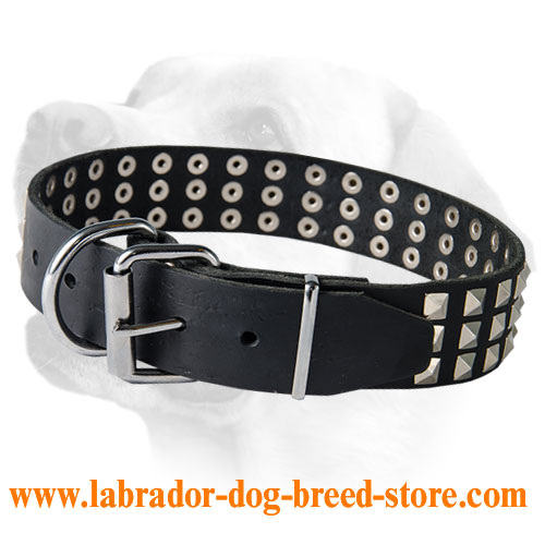 Studded Leather Labrador Collar for Everyday Usage