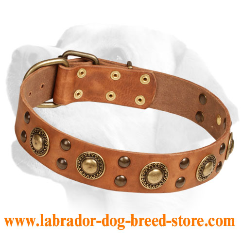 Leather Dog Collar with Brass Circles