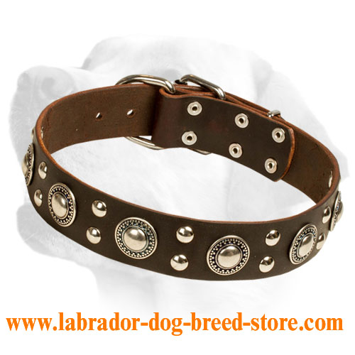 Awesome Leather dog collar for Labrador
