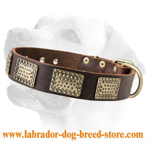 New Designer Leather Collar For Labrador