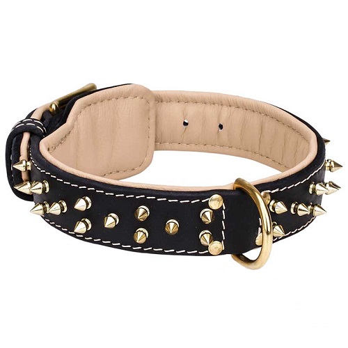 Awesome Brass Spikes Leather Collar With Fur Protector For Labrador