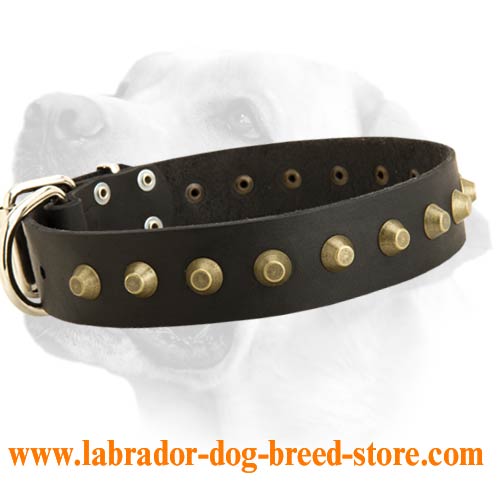 Everyday Wide Leather Collar With Studded Decoration For Labrador