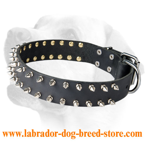 Stunning Spiky Leather Collar For Labrador