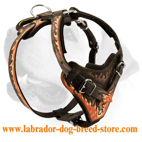 Handcrafted Leather Labrador Harness With Stunning Design