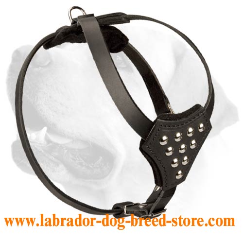 Designer Decorative Puppy Leather Harness