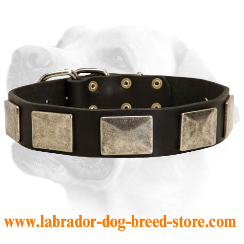 Wide Leather Collar For Labrador With Super Strong Nickel Plated Hardware