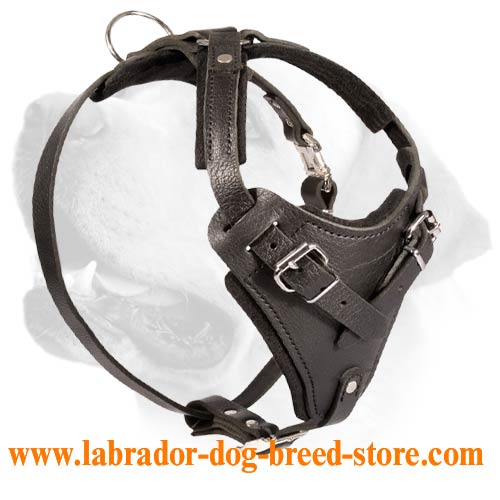 Practical Heavy Duty Harness for Labrador - Click Image to Close